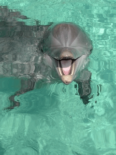 Still Dolphin Water Movement